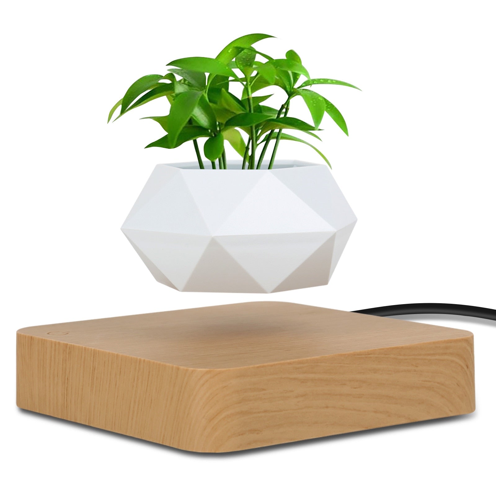Flourish Deals Floating Plant